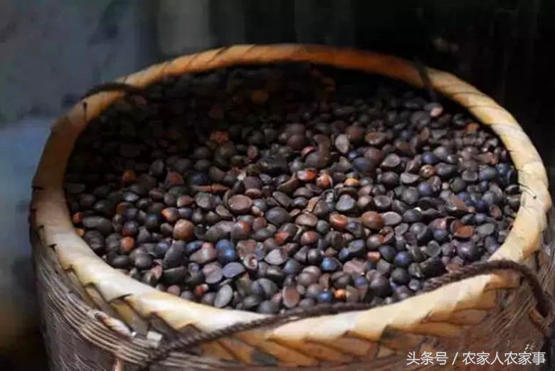 探访赣南传统手工榨‘’木梓油‘’（茶油）的工艺流程