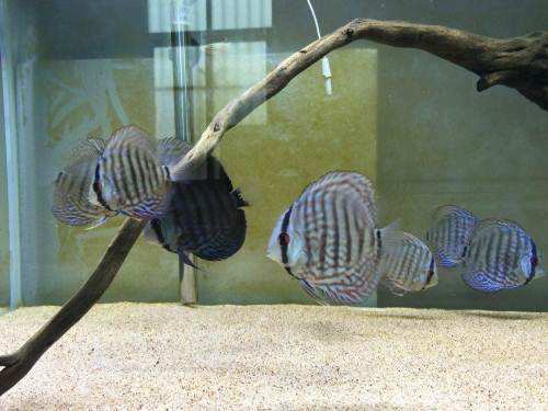 附着在滤材上面的是硝化细菌吗,水不没过生化滤材能有硝化细菌吗