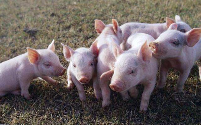 不要错过了发酵饲料的新时代