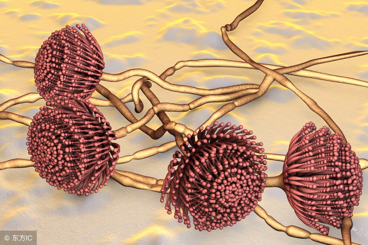 去除橱柜霉菌的最好方法,厨房潮湿除霉菌用什么方法