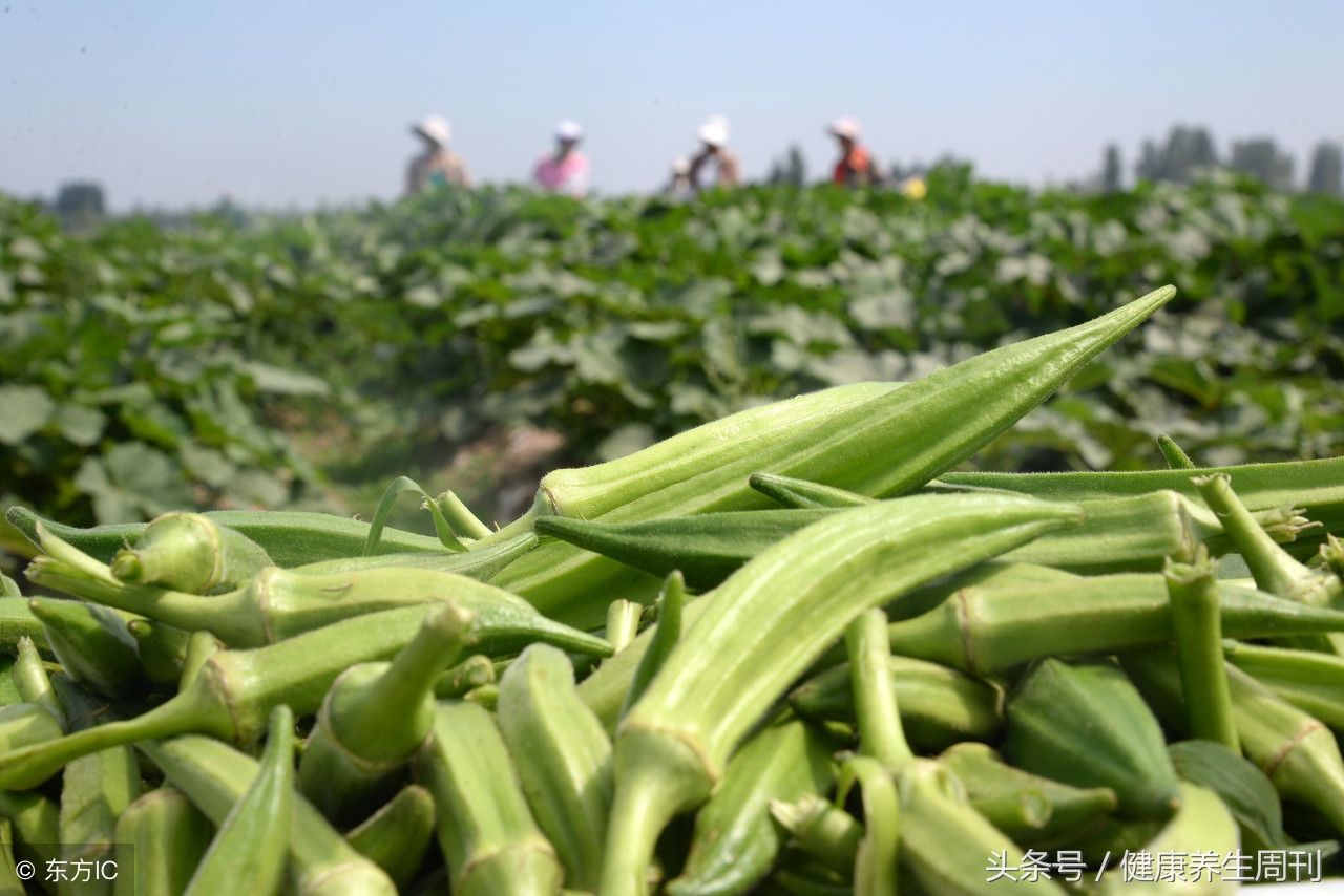 秋葵宝宝怎么吃补钙,秋葵补钙最佳方法