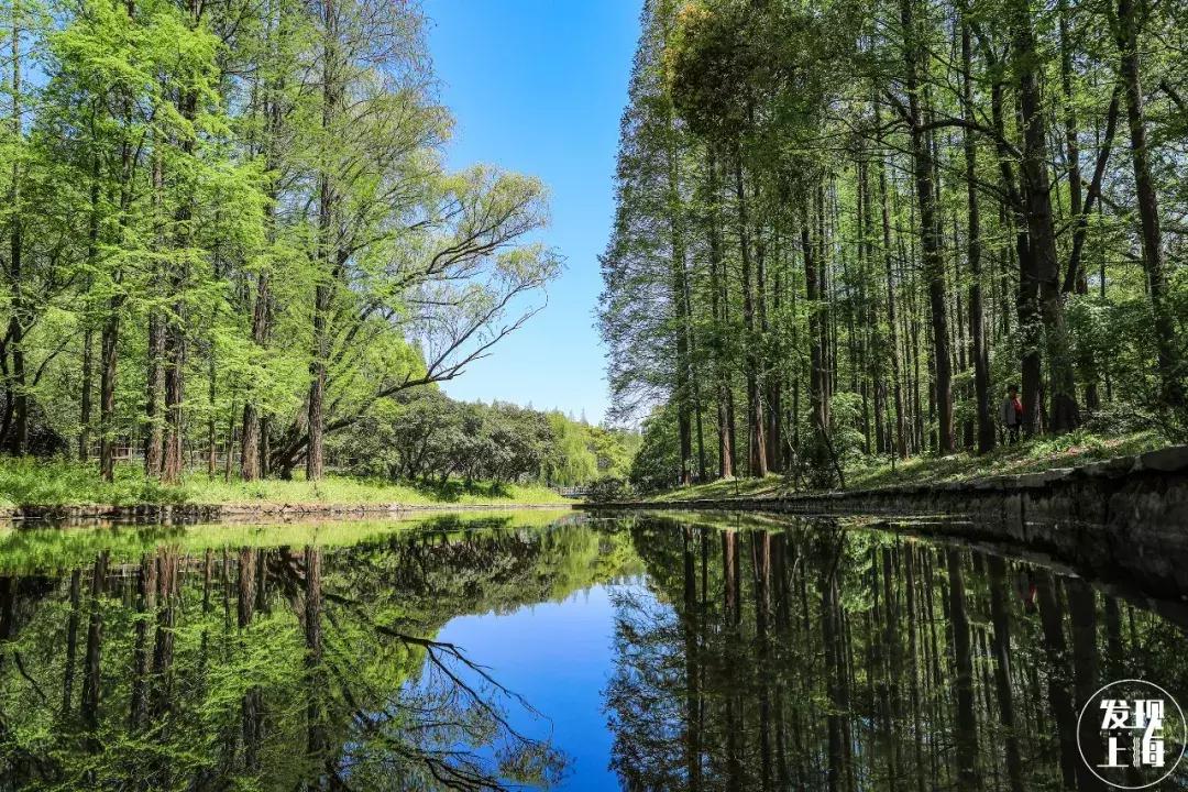 2021年上海迪士尼门票多少钱,上海迪士尼vip免排队门票价格