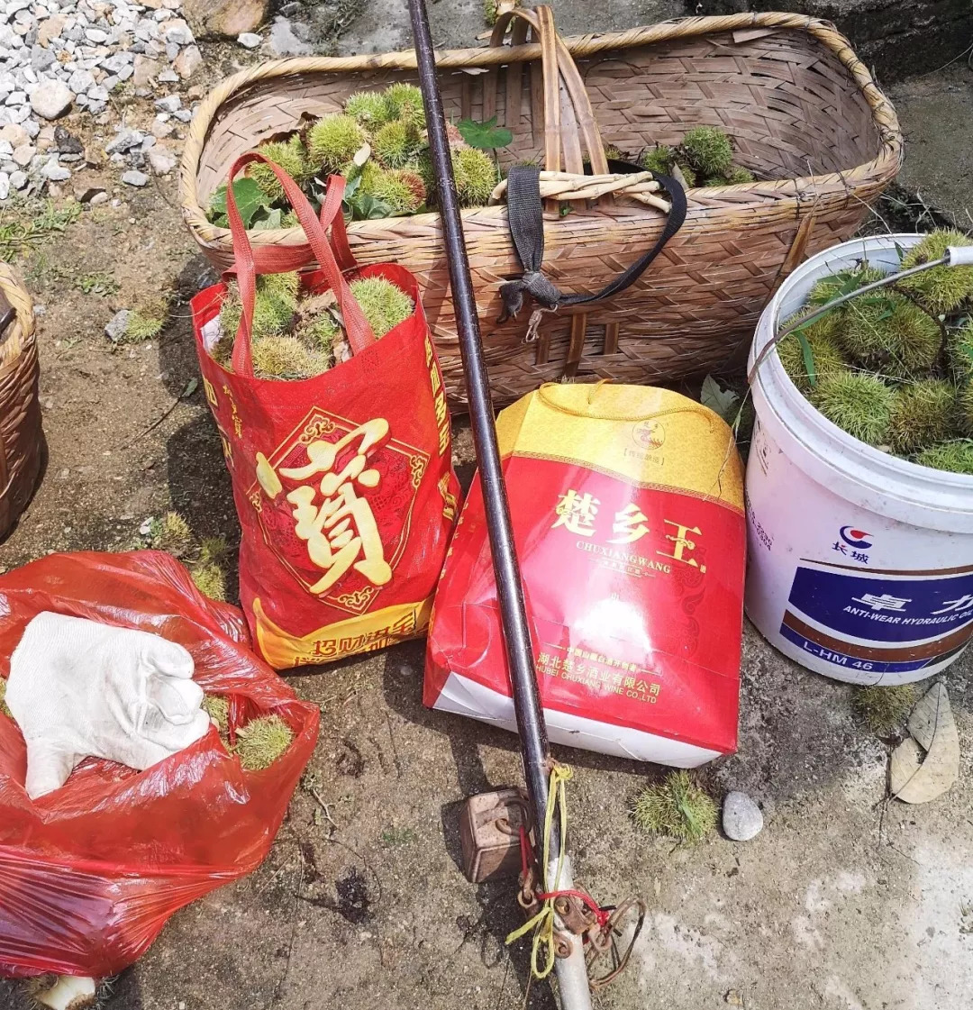 风物特产推介,湖北罗田大红袍板栗