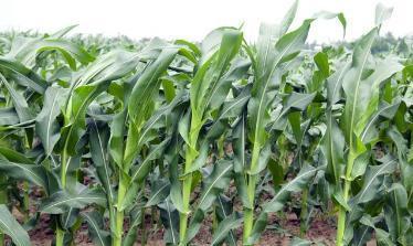 玉米与什么植物套种高产,春玉米套种夏玉米栽培技术