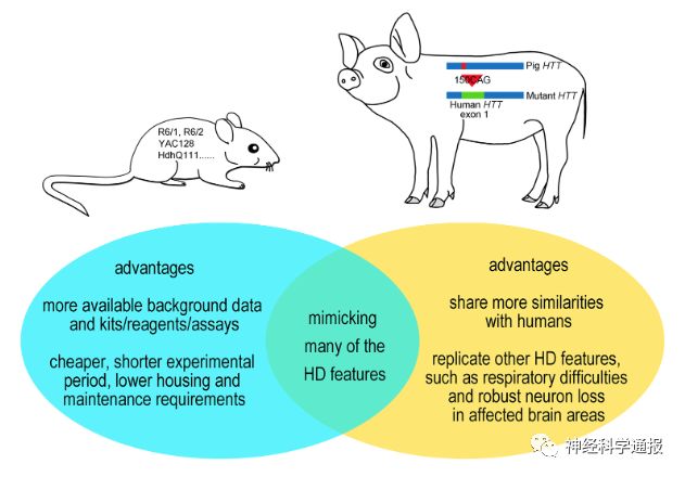 “会跳舞的猪”：突变亨廷顿蛋白与亨廷顿病