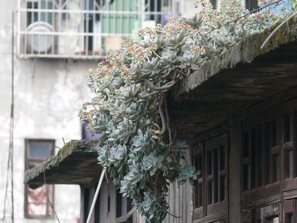 花了330元买了个10年老桩，带回家种了3箩筐，太爽了！