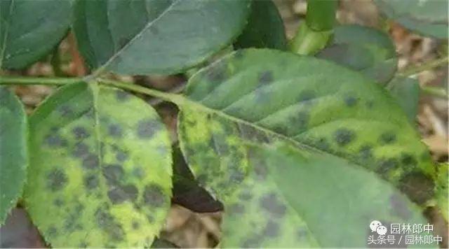 甘肃省城市园林绿地养护管理标准,二月份园林养护技术要点