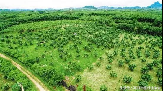 这个季节不能错过的柑橘,这个季节不可错过的水果枇杷