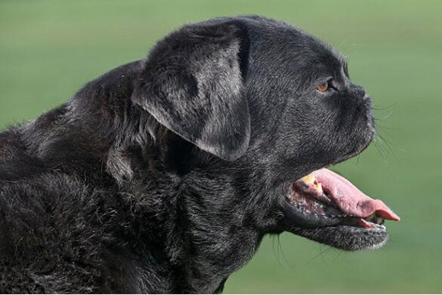 英拉布拉多犬因肿瘤手术“变脸”哈巴常遭人误认