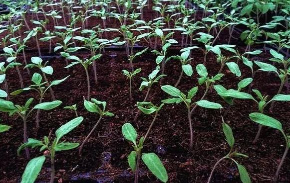 番茄只长叶子不结果怎么办,番茄只长苗不结果怎么办