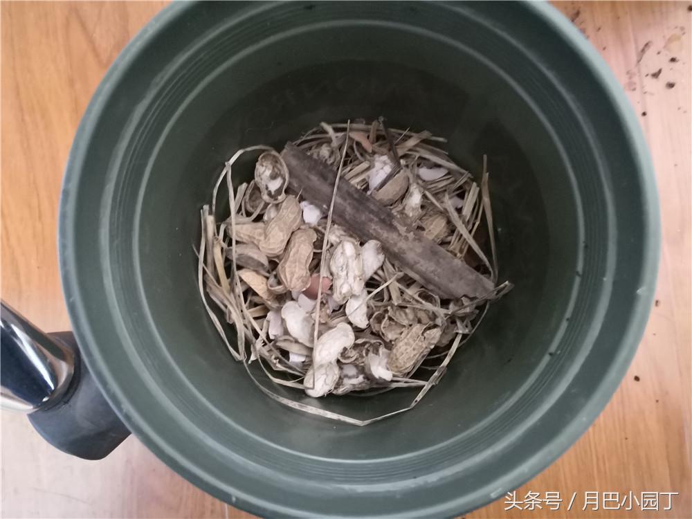 君子兰换盆用什么办法成活快点,这个季节要怎么给君子兰换盆