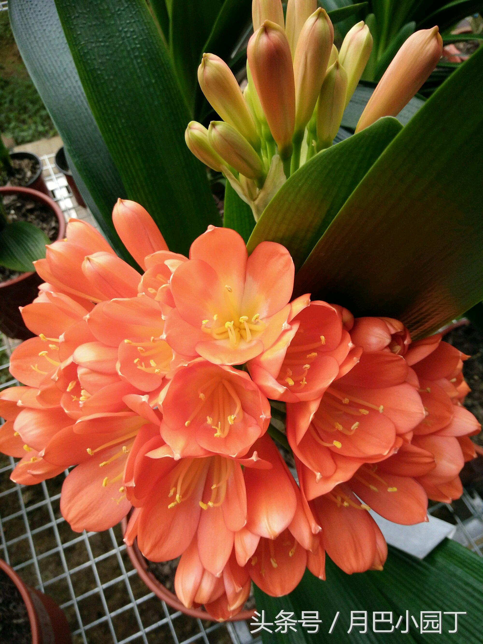 君子兰换盆用什么办法成活快点,这个季节要怎么给君子兰换盆