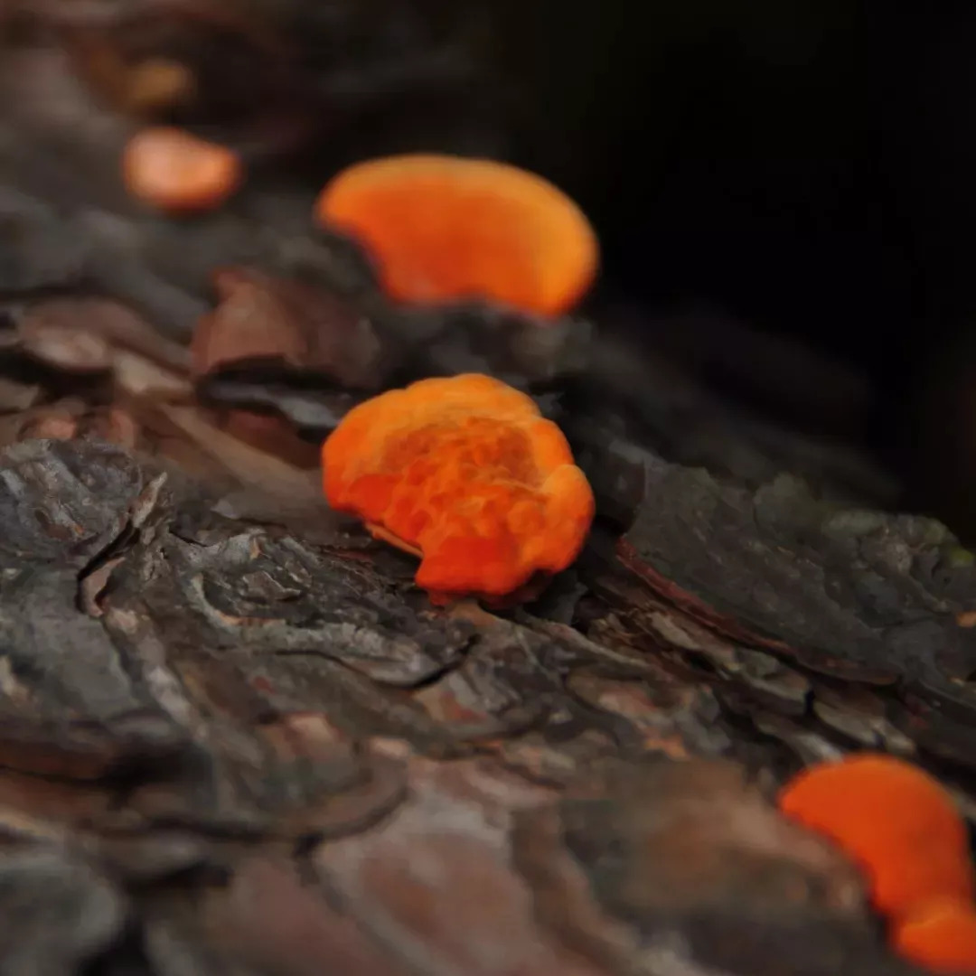 一去梵净,便懂了最美中国风