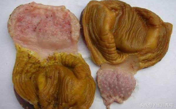 鸡腺胃炎怎么养殖,肉鸡如何预防腺胃炎