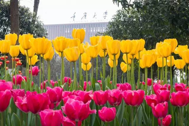 不负青春不负韶华砥砺前行,不负青春砥砺前行不负韶华