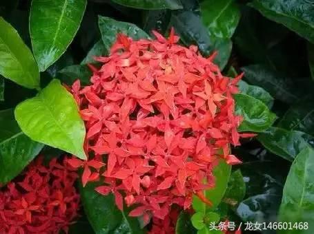 世界各国的国花视频,各国国花及花语列表