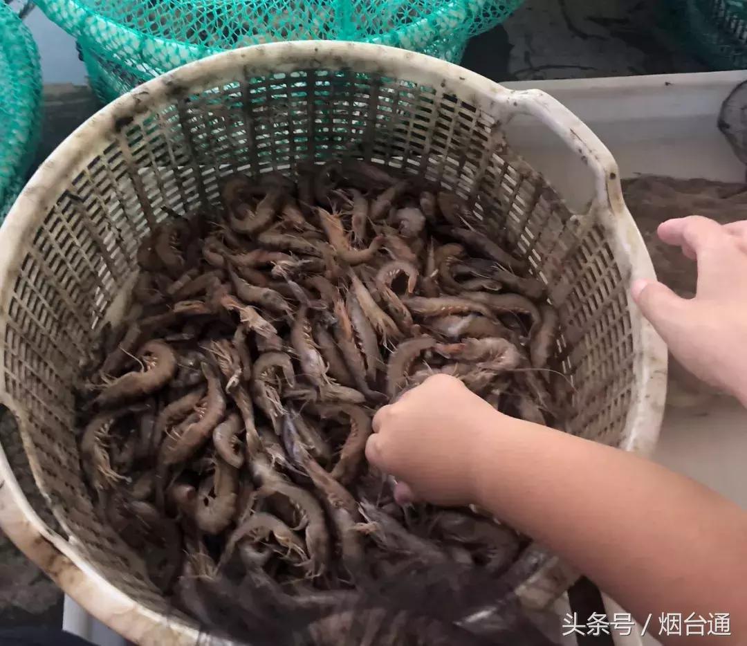 烟台开海现场直播视频,开海现场视频直播