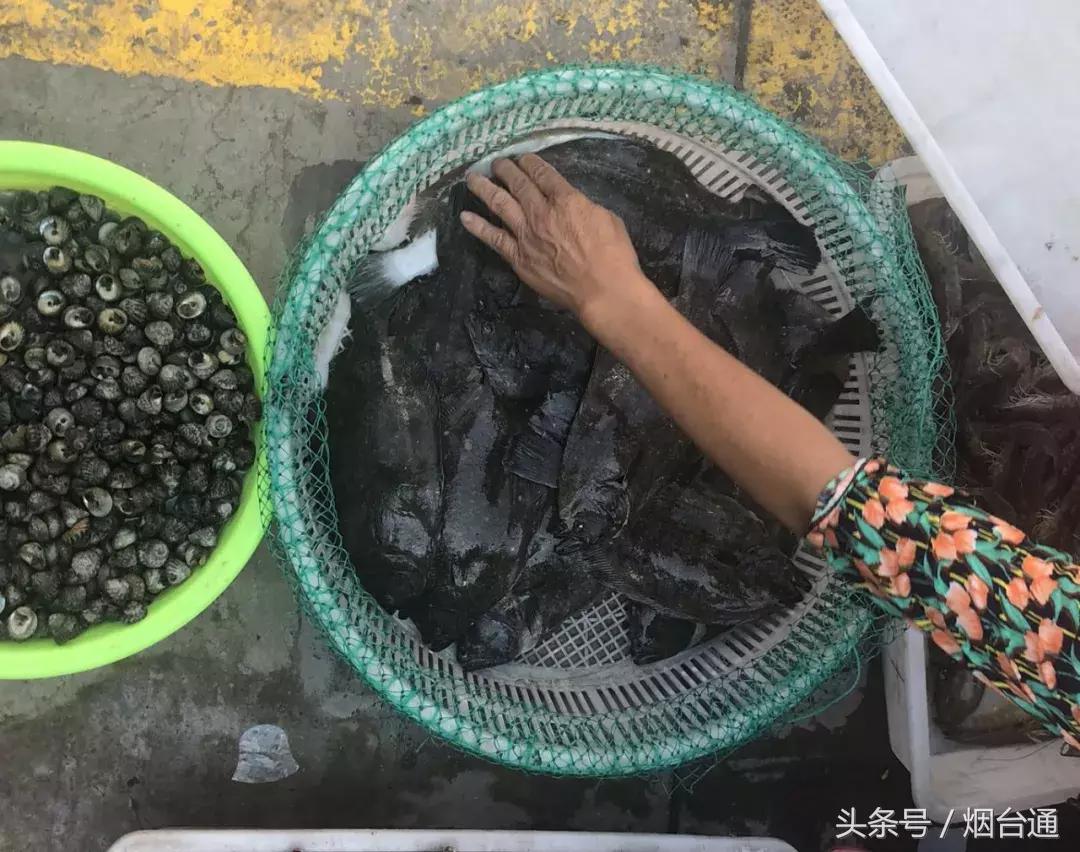 烟台开海现场直播视频,开海现场视频直播