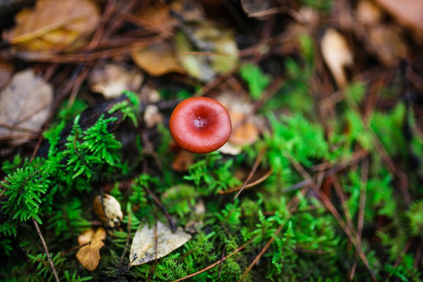 九月份的江南风景,四月的江南风景