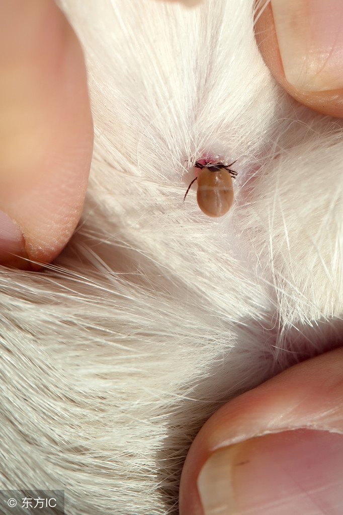 家中螨虫怎么消灭,家里全是螨虫教你一招除螨