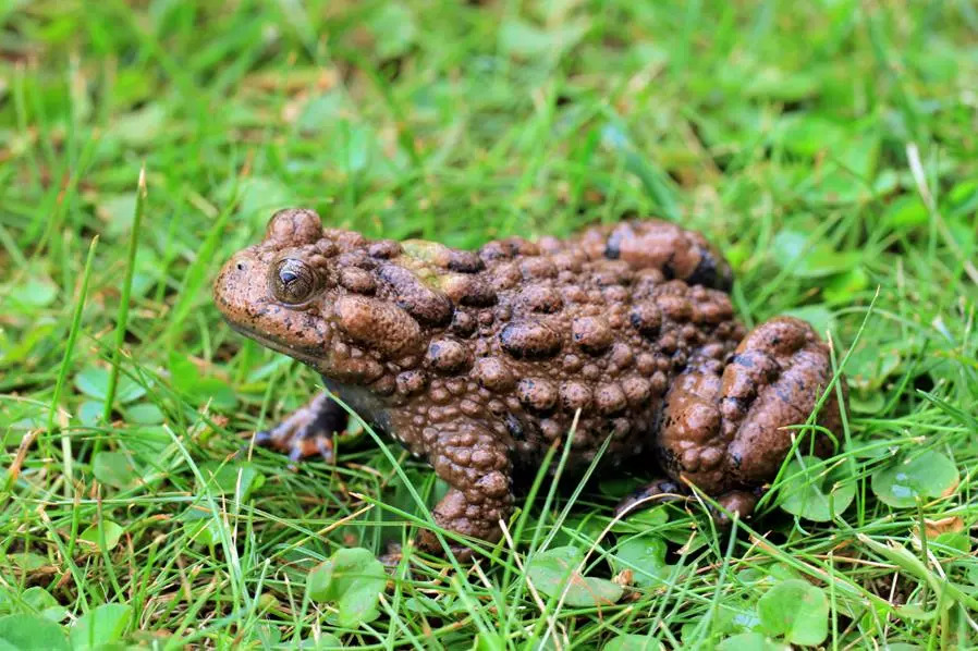 癞蛤蟆能治百病吗,癞蛤蟆治疗什么病