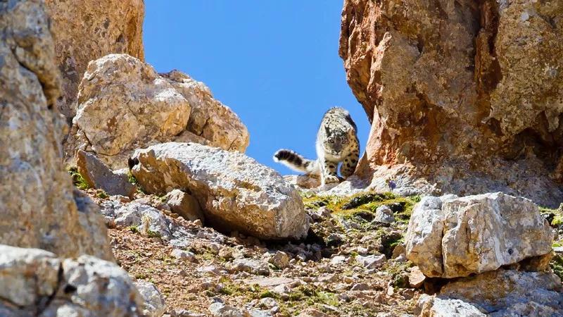 好好一只大猫,咋就变成了世界“最高冷”佛系游侠?