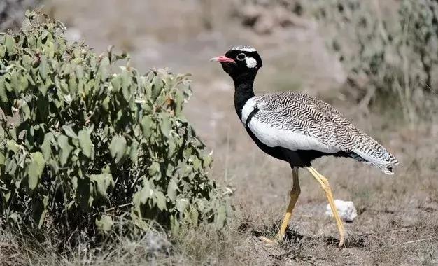 五分钟认识英国,五分钟认识奔驰