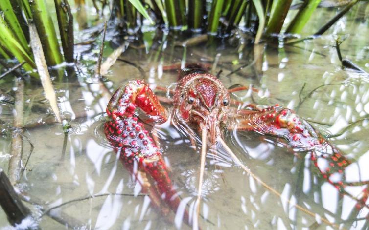 小龙虾得了肠炎还能喂食吗,小龙虾肠炎可以用左氧氟沙星吗