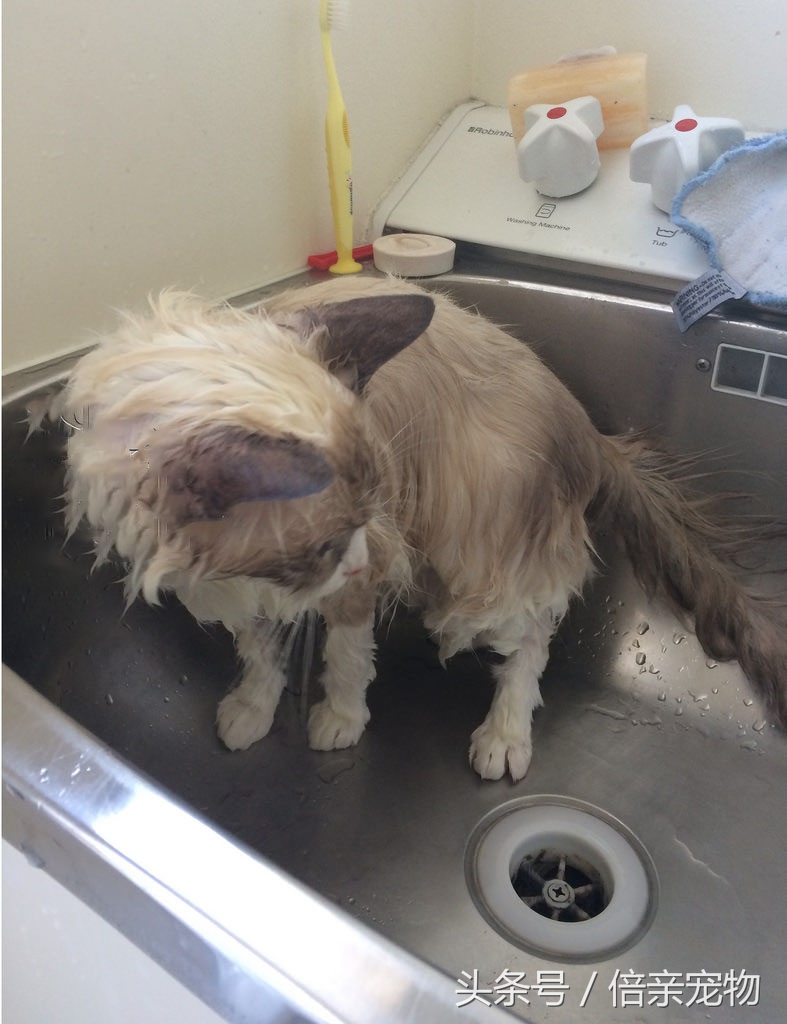 怎么给猫咪洗澡用什么沐浴露,铲屎官如何给猫咪洗澡呢