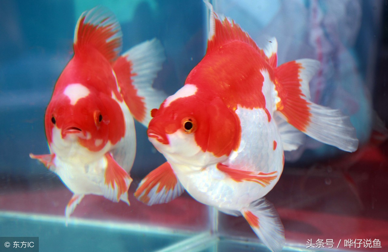 养鱼防疫流程,防疫观赏鱼的方法