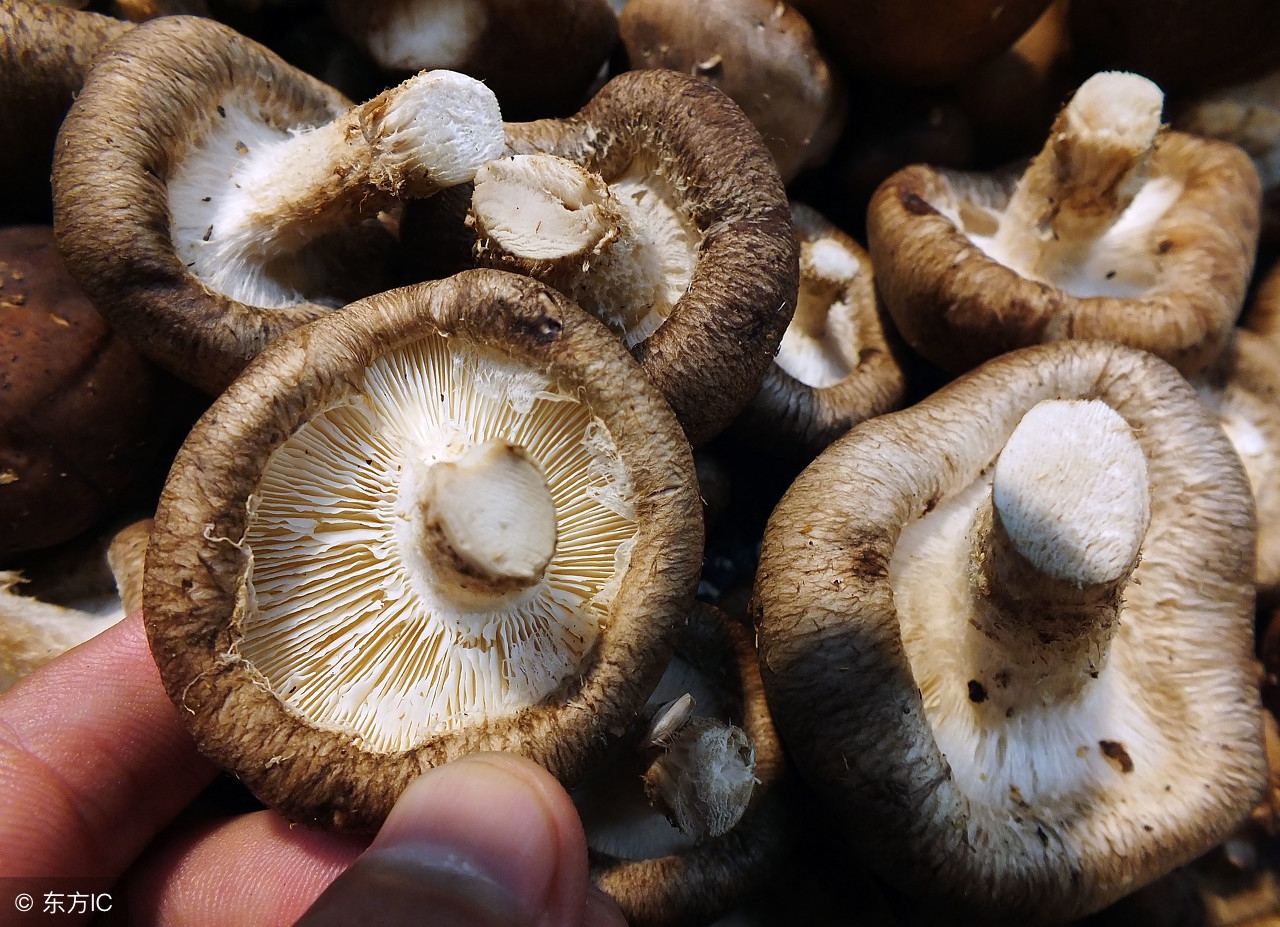 阳台种蘑菇有什么危害,阳台蘑菇养殖方法