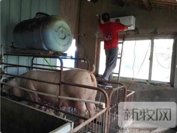 河南一养猪人给产房装空调防非洲猪瘟