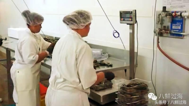 新西兰海边青口贝,新西兰赶海吃青口贝