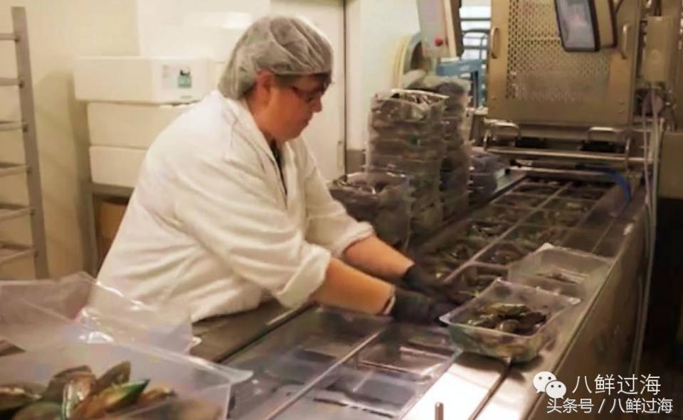 新西兰海边青口贝,新西兰赶海吃青口贝