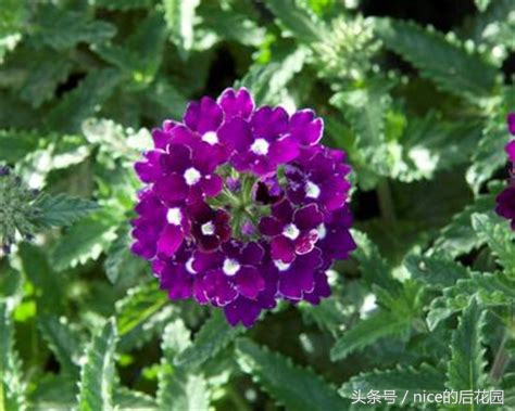 美女樱认不得？只怪它衣服太多