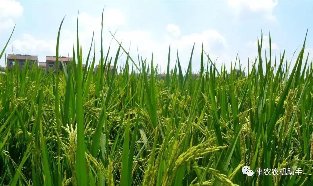 水稻红叶病两个字的特效药,水稻红叶病怎么治疗最好