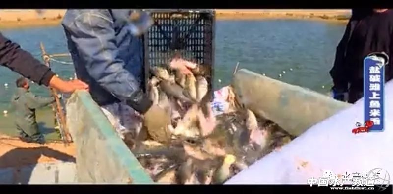 盐碱地变身新粮仓,盐碱地改良滩涂变良田