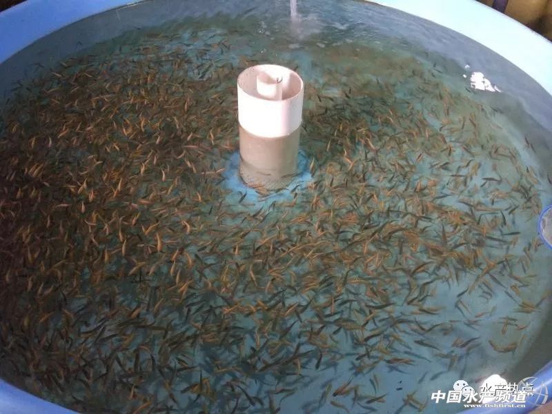 盐碱地变身新粮仓,盐碱地改良滩涂变良田