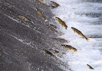 青海湖湟鱼水下视频,青海湖湟鱼洄游路线