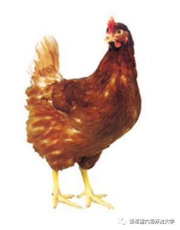 适合家养的蛋鸡品种,香鸡4号高产蛋鸡品种怎么样