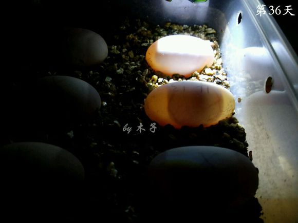 草龟繁殖经验分享孵蛋40天破壳,草龟养殖日记从幼苗开始