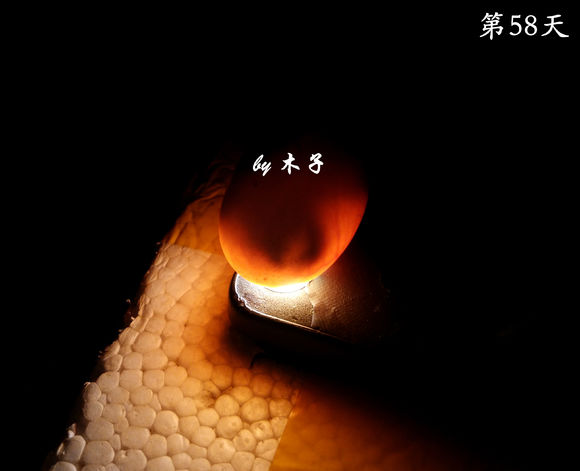 草龟繁殖经验分享孵蛋40天破壳,草龟养殖日记从幼苗开始