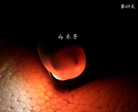 草龟繁殖经验分享孵蛋40天破壳,草龟养殖日记从幼苗开始