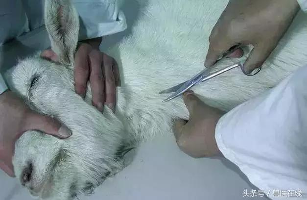 看图羊病,看图学经络