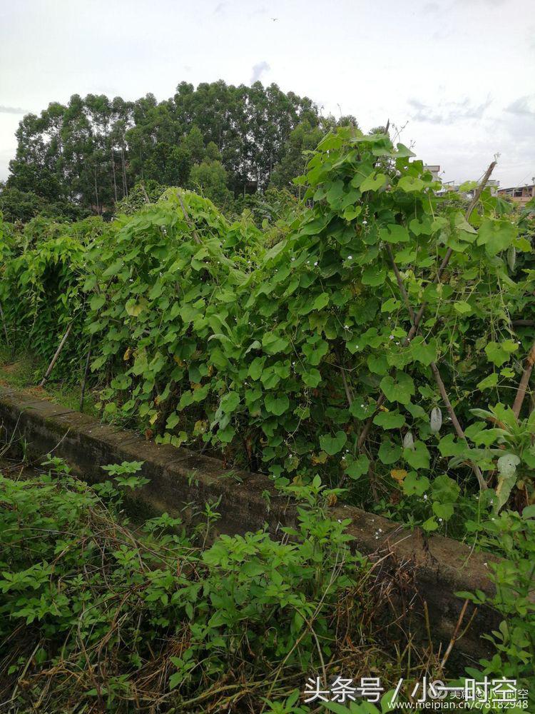 故人具鸡黍邀我至田家邀的意思,故人具鸡黍邀我至田家什么意思