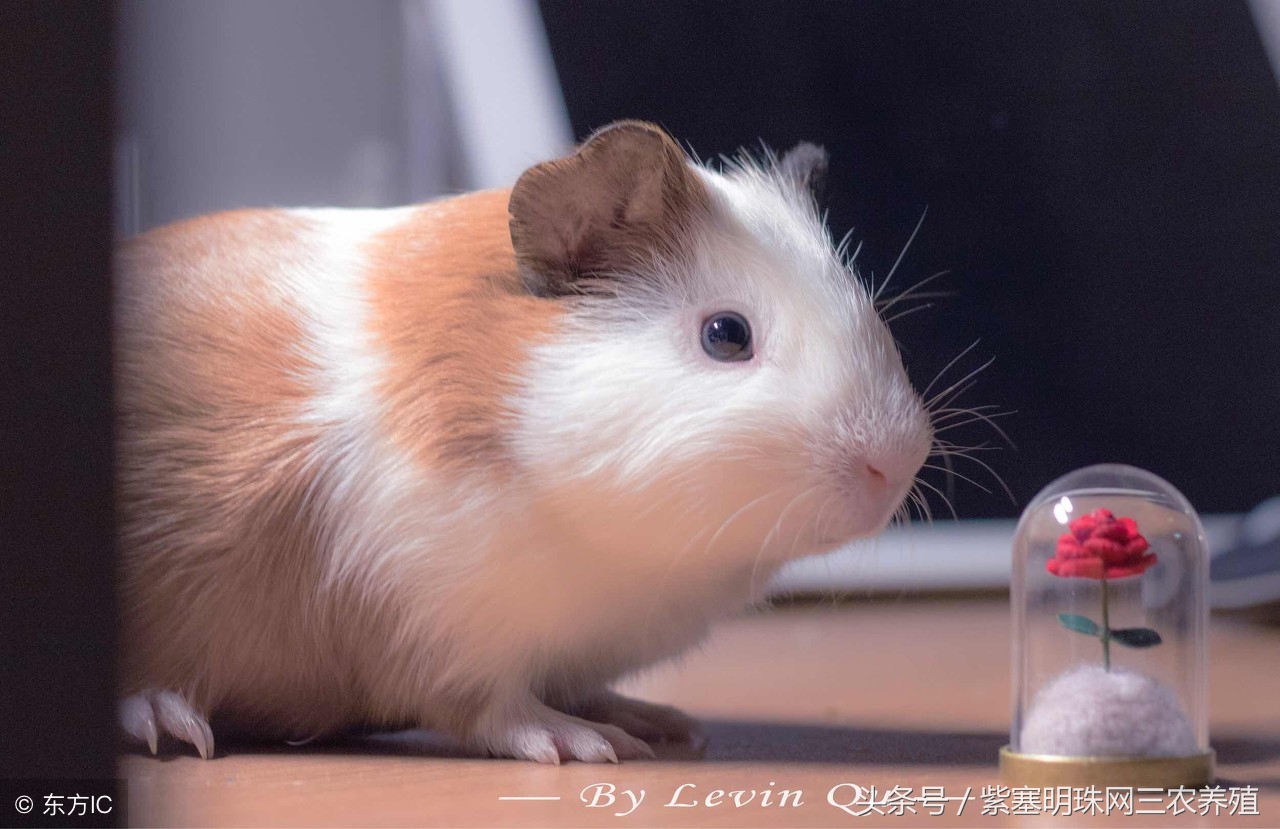 大型养殖荷兰猪新手入门必知,荷兰猪怎么养殖技术最好