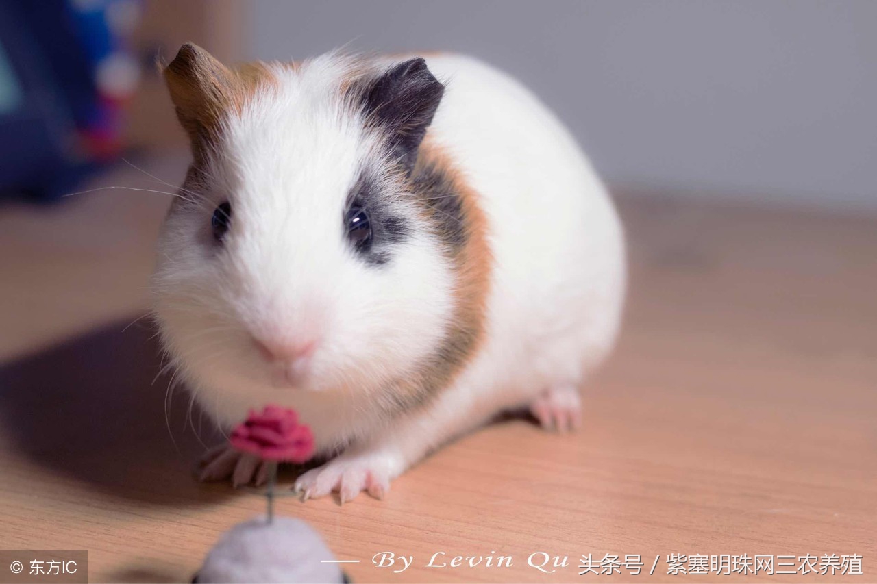 荷兰猪怎么养殖收益快,紫塞明珠种植视频