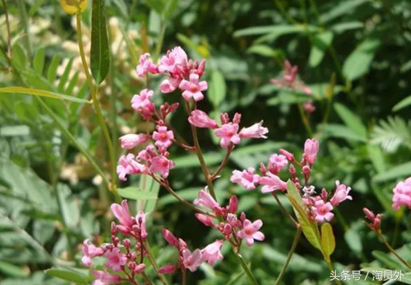 新疆第一罗布麻茶,新疆罗布泊的罗布麻茶