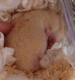 金丝熊仓鼠饲养注意事项,仓鼠金丝熊怎么饲养