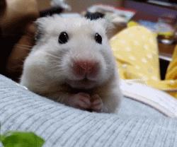 金丝熊仓鼠饲养注意事项,仓鼠金丝熊怎么饲养